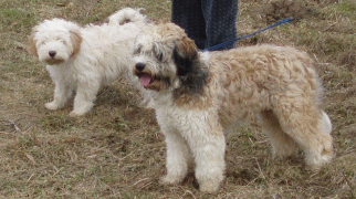 Dumpy und Nero